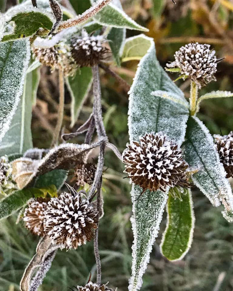 Jen Sepanski: Frost on prairie